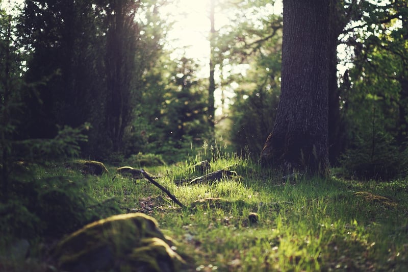 Magical Clearing